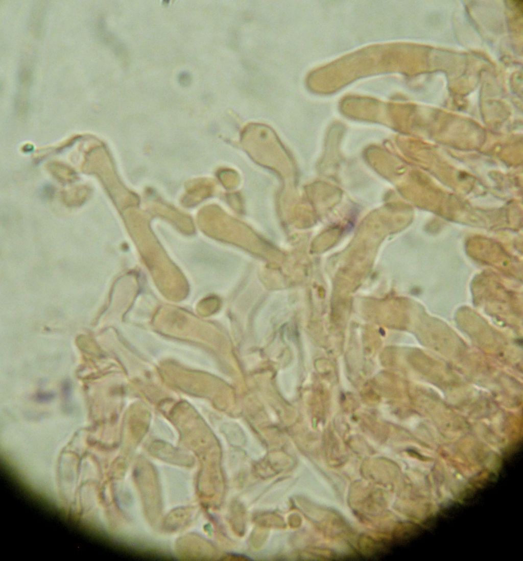 Crosta soffice bianca (Fibulomyces mutabilis)
